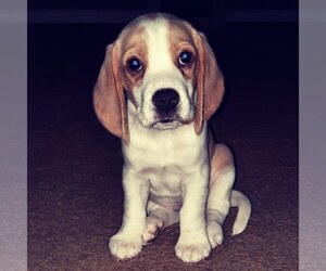 Beagle Puppy for sale in DAYTONA BEACH, FL, USA