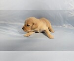 Small #8 Golden Retriever