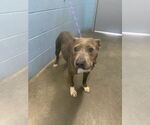Small American Pit Bull Terrier