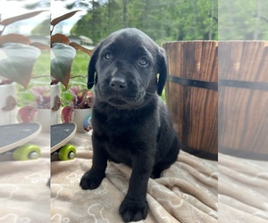 Labrador Retriever Puppy for Sale in NEOLA, West Virginia USA