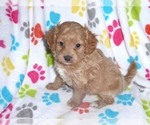 Small Photo #7 Cavapoo-Poodle (Miniature) Mix Puppy For Sale in ORO VALLEY, AZ, USA