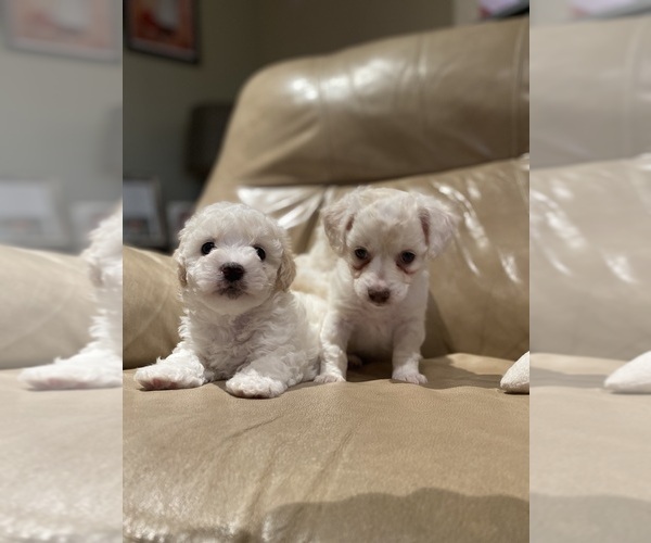 Medium Photo #4 Maltipoo Puppy For Sale in MIRA LOMA, CA, USA