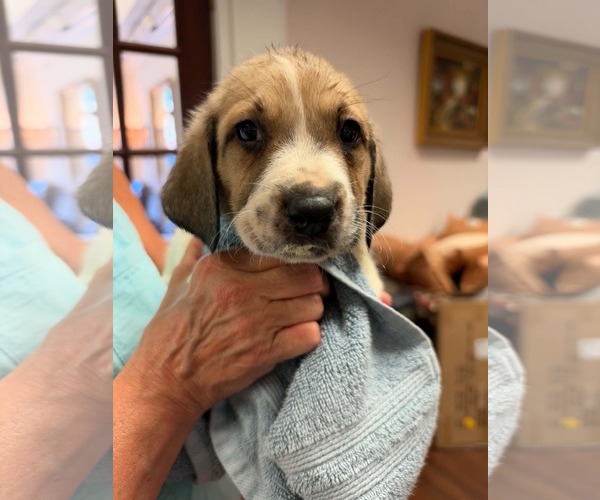 Medium Photo #1 Anatolian Shepherd-Unknown Mix Puppy For Sale in Holly Springs, NC, USA