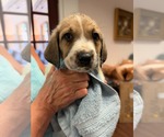 Merlin - Halloween Litter - Male Anatolian Shepherd-Unknown Mix Dog for Adoption - Small photo