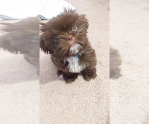 Father of the Shorkie Tzu puppies born on 04/08/2026