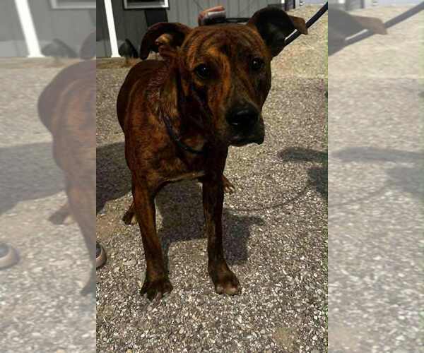 Medium Photo #2 American Pit Bull Terrier Puppy For Sale in Evansville, IN, USA