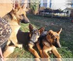 Small Photo #5 German Shepherd Dog Puppy For Sale in Des Moines, IA, USA