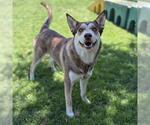 Small Siberian Husky Mix