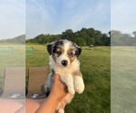 Puppy Rain Australian Shepherd