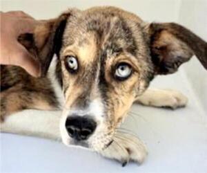 Labrador Retriever Dogs for adoption in Houston, TX, USA