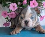 Small #4 English Bulldog