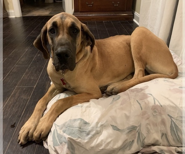 Medium Photo #8 Great Dane Puppy For Sale in CLANTON, AL, USA