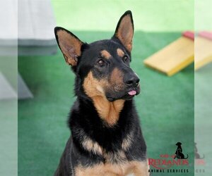 Doberman Pinscher-German Shepherd Dog Mix Dogs for adoption in Redlands, CA, USA