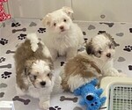 Small Photo #6 Mal-Shi Puppy For Sale in VALRICO, FL, USA
