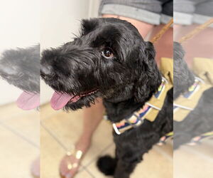 Mutt Dogs for adoption in Valrico, FL, USA