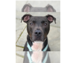 Small #20 Great Dane Mix