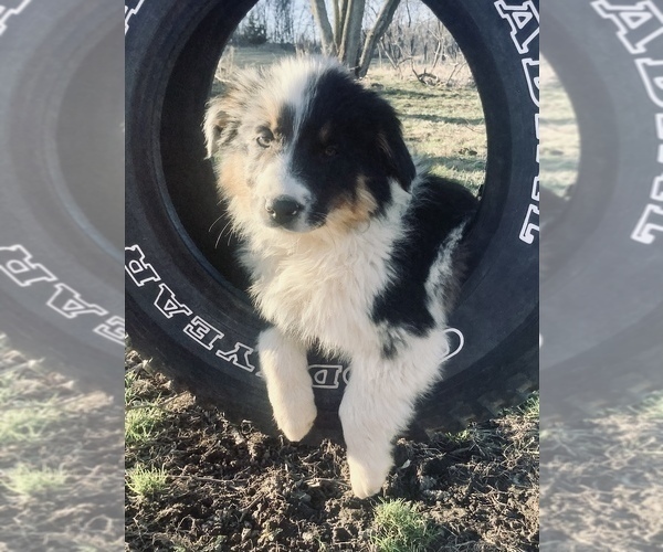 Medium Photo #2 Australian Shepherd Puppy For Sale in HILLSBORO, WI, USA