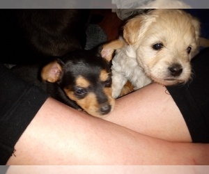 Chorkie Puppy for sale in SPRINGFIELD, MO, USA