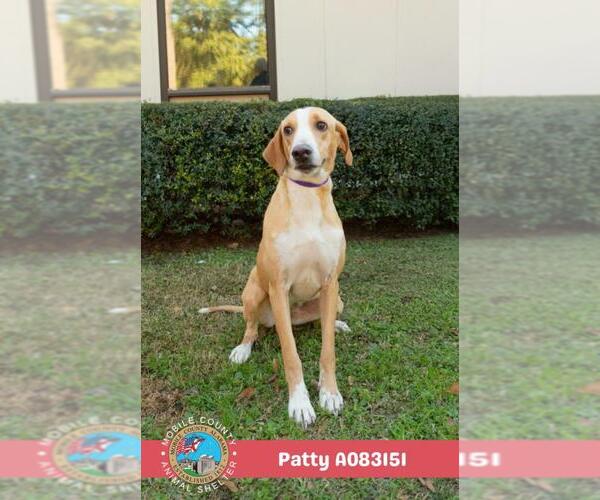 Medium Photo #2 Plott Hound-Unknown Mix Puppy For Sale in Mobile, AL, USA