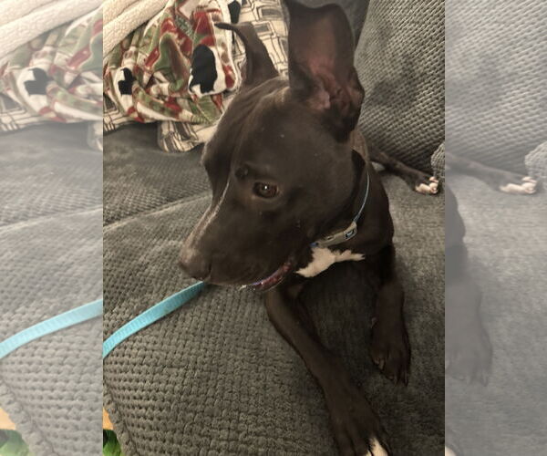Medium Photo #8 American Pit Bull Terrier-Unknown Mix Puppy For Sale in Hillsboro, NH, USA