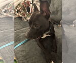Small #7 American Pit Bull Terrier Mix