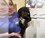 Small #7 Boykin Spaniel