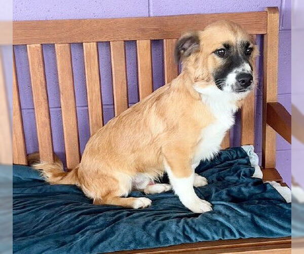 Medium Photo #3 Pembroke Welsh Corgi-Unknown Mix Puppy For Sale in Genesee, WI, USA