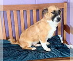 Small #2 Pembroke Welsh Corgi Mix