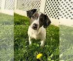 Small #10 Australian Shepherd Mix