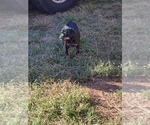 Small Photo #3 Rottweiler Puppy For Sale in ATL, GA, USA