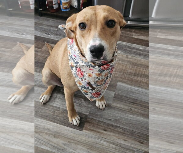 Medium Photo #2 Labrador Retriever-Unknown Mix Puppy For Sale in Sandy, UT, USA