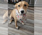 Small #1 Labrador Retriever Mix