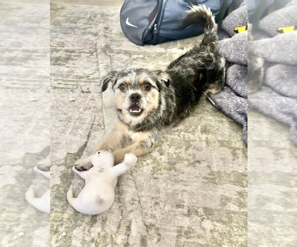 Medium Photo #4 Border Terrier-Unknown Mix Puppy For Sale in Brewster, NY, USA
