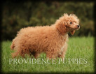 Small Photo #37 Poodle (Miniature) Puppy For Sale in COPPOCK, IA, USA