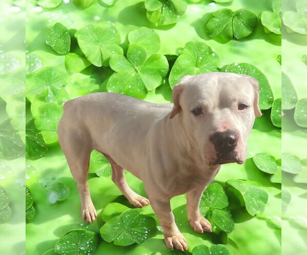Medium Photo #10 American Bulldog Puppy For Sale in Lexington, SC, USA
