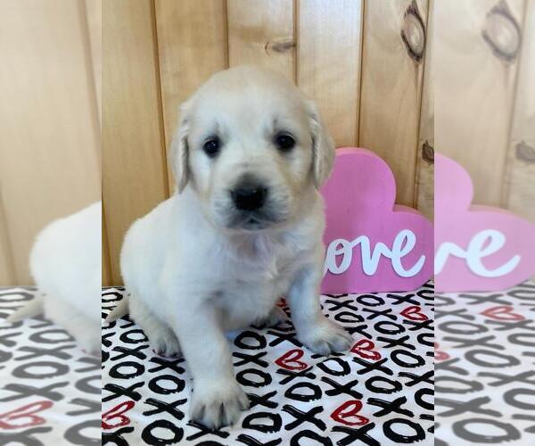 Medium Photo #7 English Cream Golden Retriever Puppy For Sale in DALLAS, WI, USA