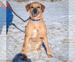 Small #2 Labrador Retriever-Rhodesian Ridgeback Mix