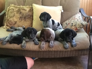 German Shorthaired Pointer Puppy for sale in LAKEVILLE, MA, USA