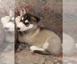 Small Photo #15 German Shepherd Dog-Siberian Husky Mix Puppy For Sale in SAINT MARYS, KS, USA