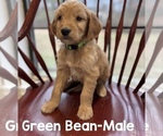 Puppy Puppy 3 GB Goldendoodle