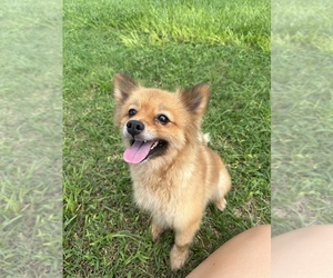 Pomeranian Dogs for adoption in WEBSTER, FL, USA
