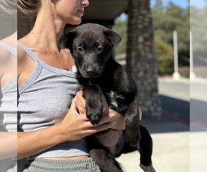 Asher - Male Borador Dog for Adoption - Photo #6