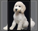 Small Photo #19 Poodle (Standard) Puppy For Sale in MANCHESTER, MI, USA
