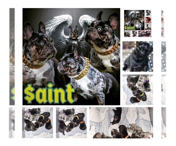 Medium Photo #1 French Bulldog Puppy For Sale in LARGO, FL, USA