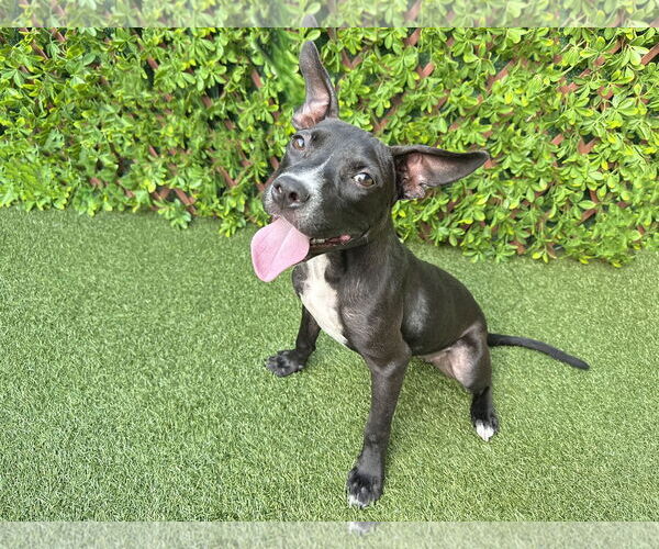 Medium Photo #4 American Pit Bull Terrier-Labrador Retriever Mix Puppy For Sale in Lighthouse Point, FL, USA