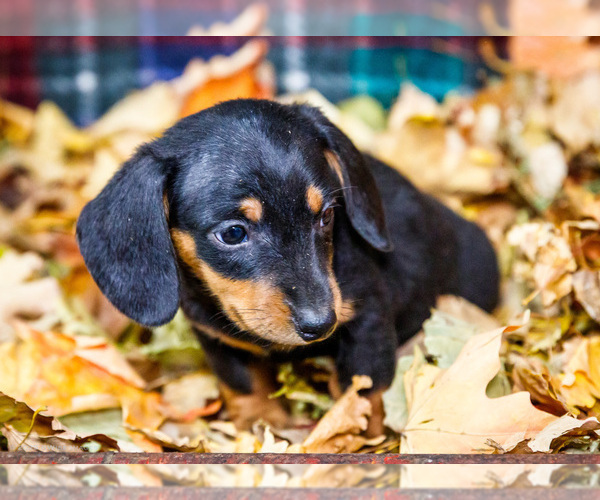 Medium Photo #36 Dachshund Puppy For Sale in WAKARUSA, IN, USA