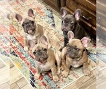 Image preview for Ad Listing. Nickname: Litter of 5