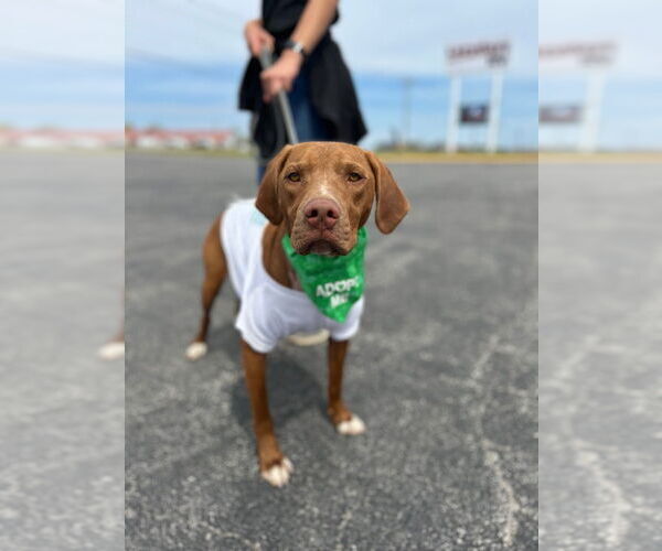 Medium Photo #2 Mutt Puppy For Sale in Claremore, OK, USA