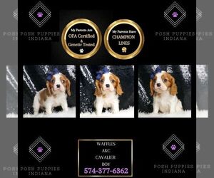 Cavalier King Charles Spaniel Puppy for sale in WARSAW, IN, USA