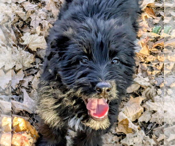 Medium Photo #4 Labrador Retriever-Unknown Mix Puppy For Sale in Aurora, IN, USA